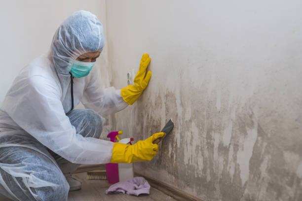 Best Certified Mold Removal  in Clayton, OH