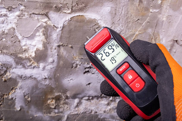 Best Best Mold Removal Companies  in Clayton, OH