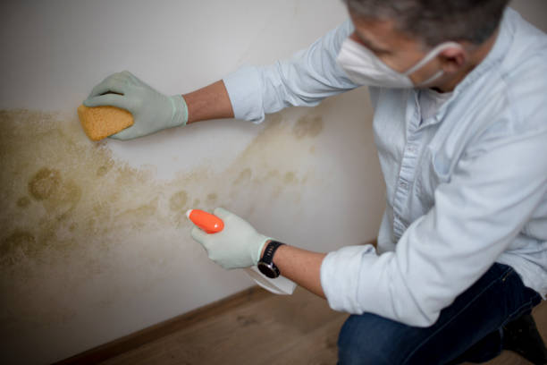 Best Crawl Space Mold Removal  in Clayton, OH