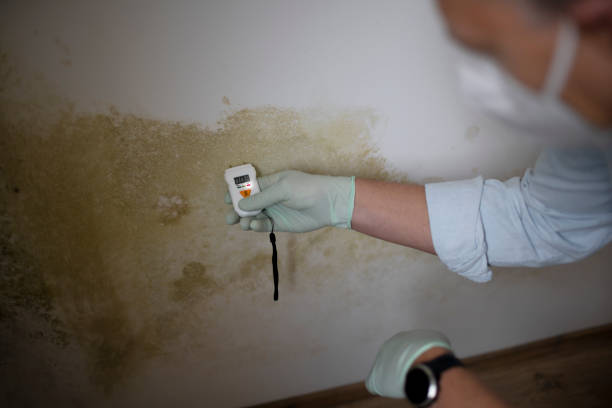 Mold Removal Process in Clayton, OH