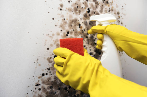 Trusted Clayton, OH Mold Removal Experts