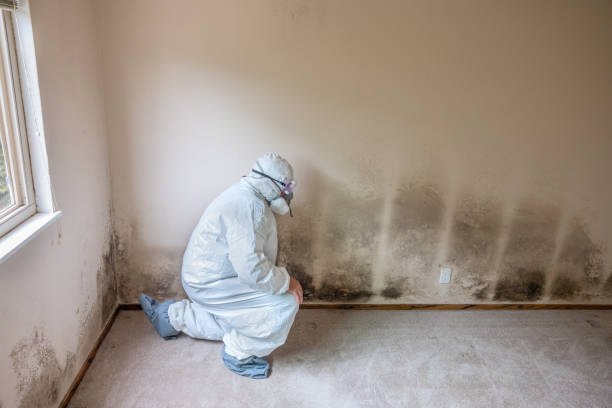 Best Mold Remediation Experts  in Clayton, OH