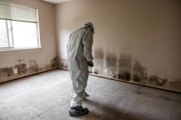 Best Mold Removal Process  in Clayton, OH